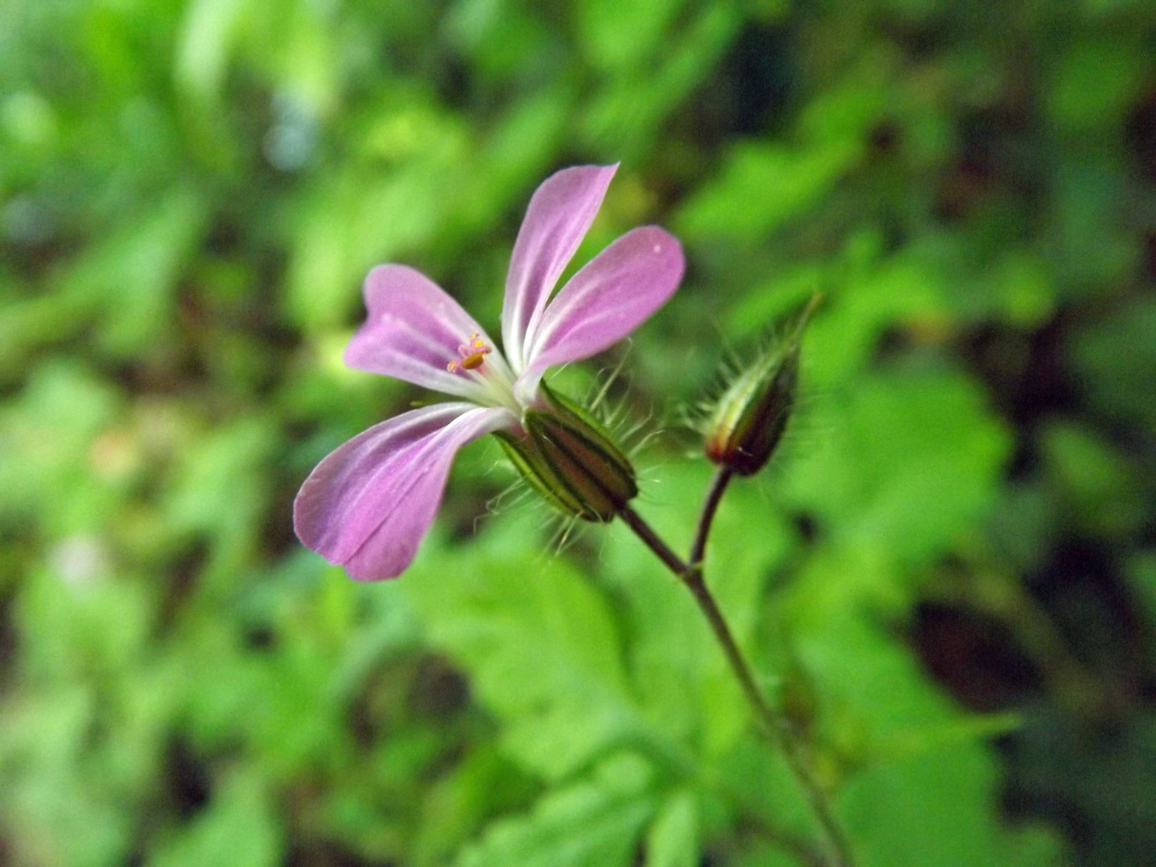 Wallpapers Nature Flowers 