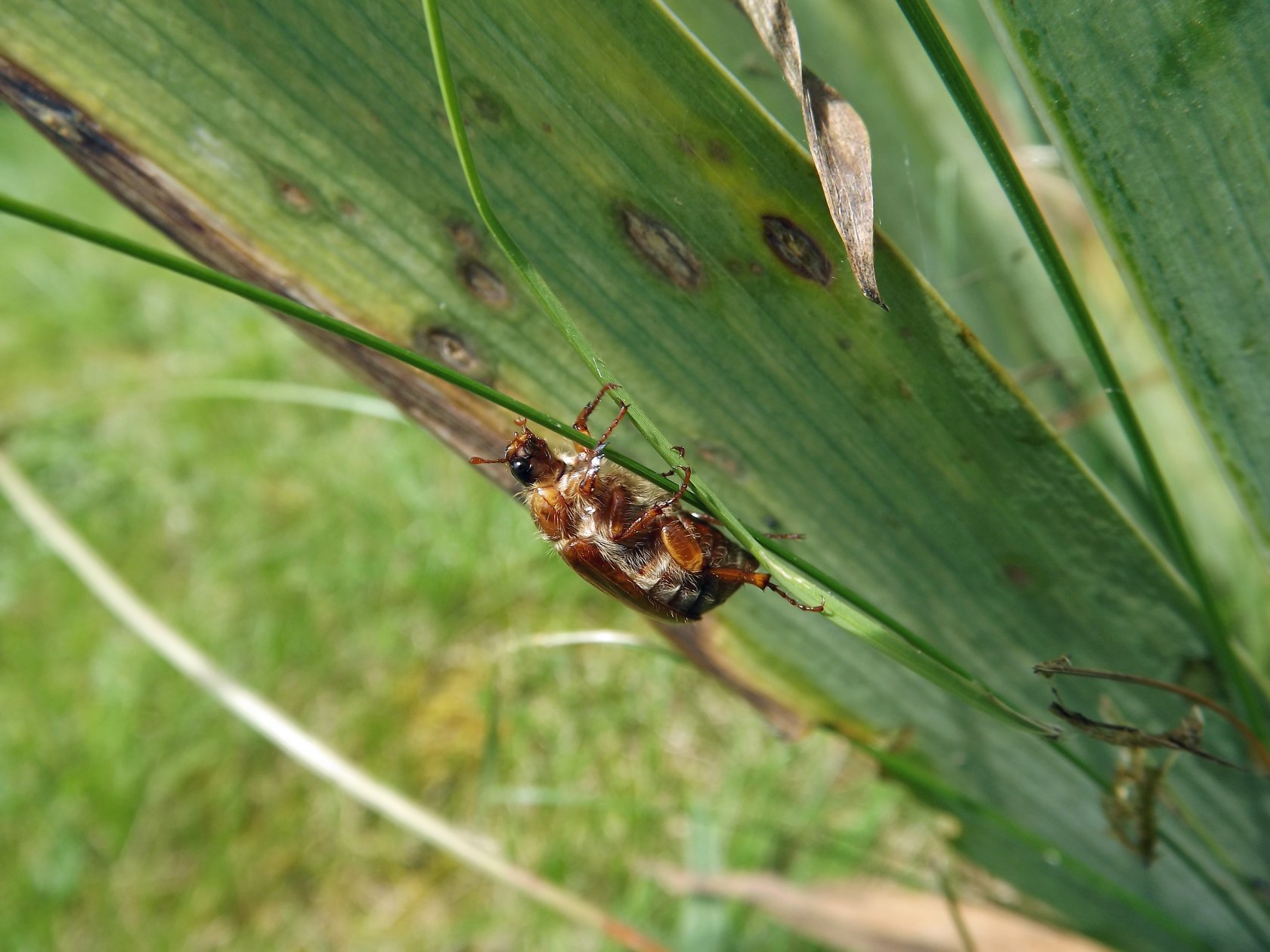 Fonds d'cran Animaux Insectes - Divers 