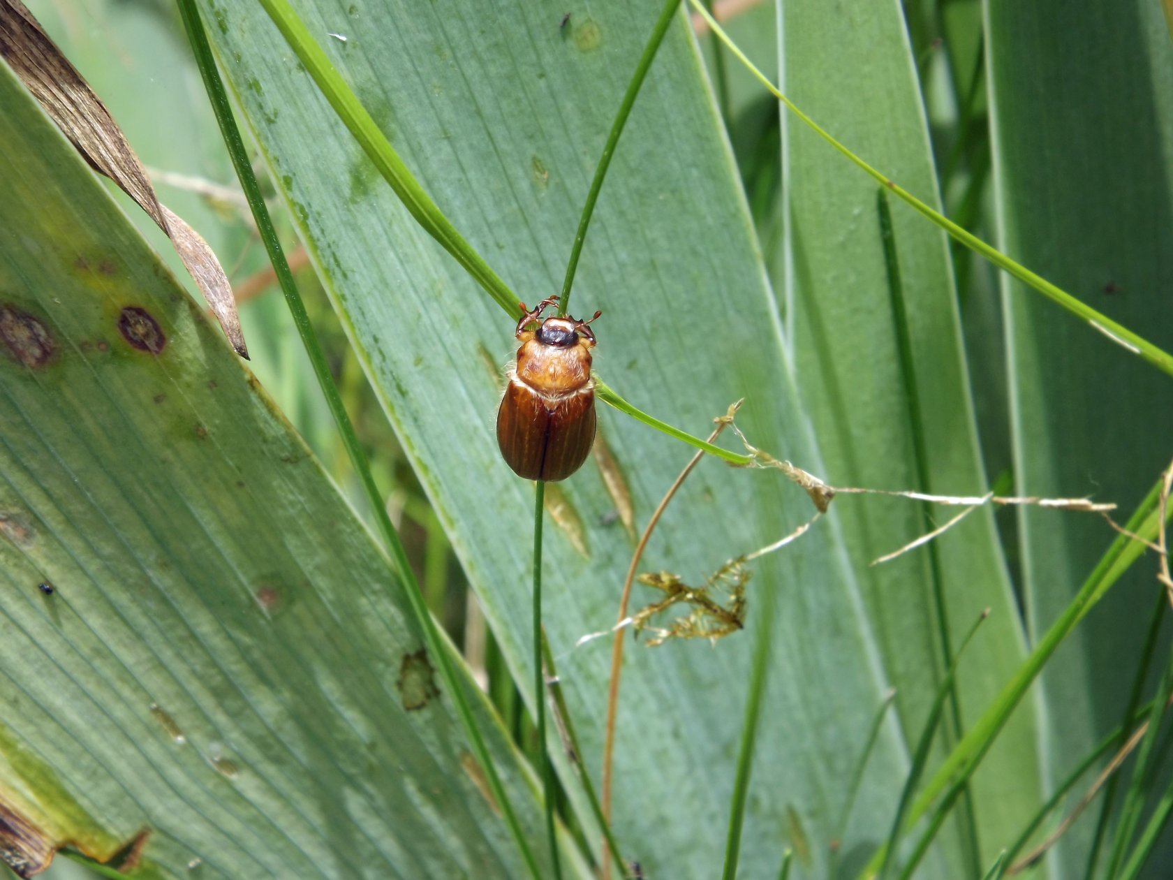 Fonds d'cran Animaux Insectes - Divers 