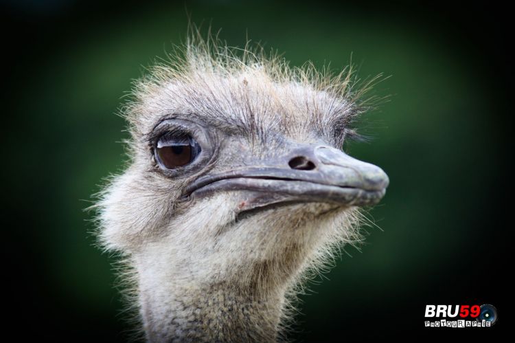 Wallpapers Animals Birds - Ostriches and Emus Autruche