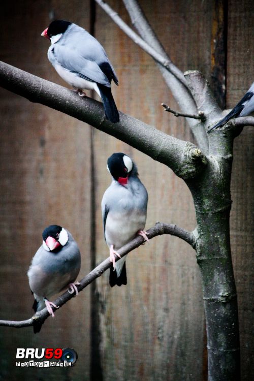 Fonds d'cran Animaux Oiseaux - Divers oiseaux sur branche