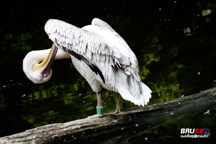 Wallpapers Animals Birds - Pelicans pélican qui se lave