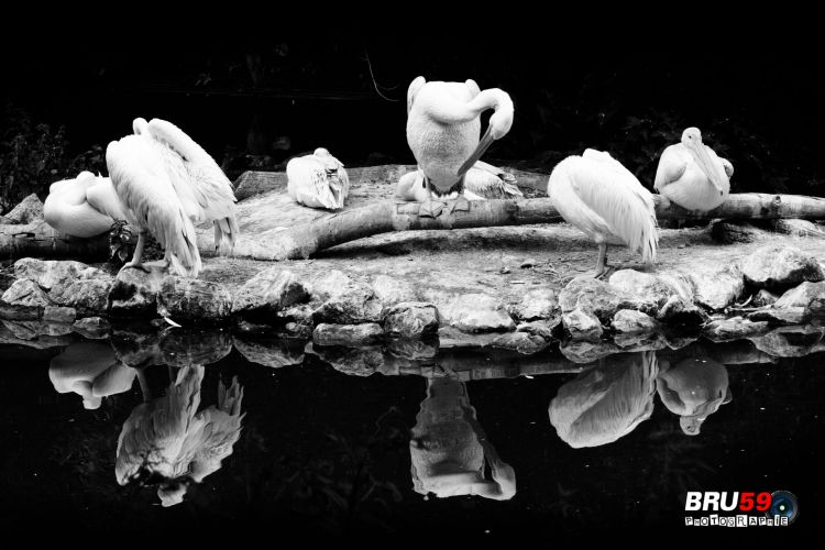 Wallpapers Animals Birds - Pelicans pélicans sur berge effet miroir