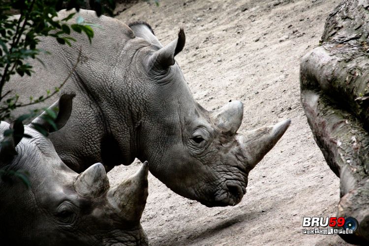 Wallpapers Animals Rhinoceros Rhinocros