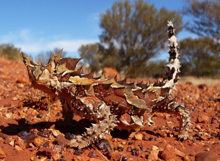 Fonds d'cran Animaux Reptiles divers Moloch Horridus