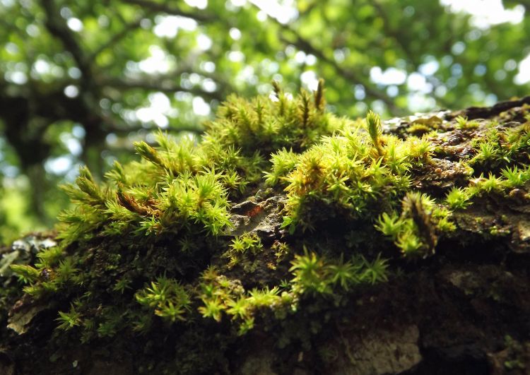 Wallpapers Nature Moss - Lichens Wallpaper N346452