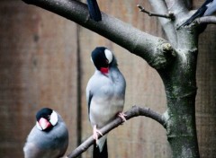  Animaux oiseaux sur branche