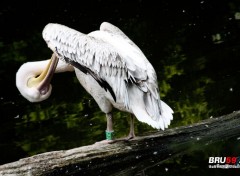  Animals pélican qui se lave