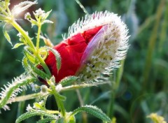  Nature Éclosion d'un coquelicot sous la rosée