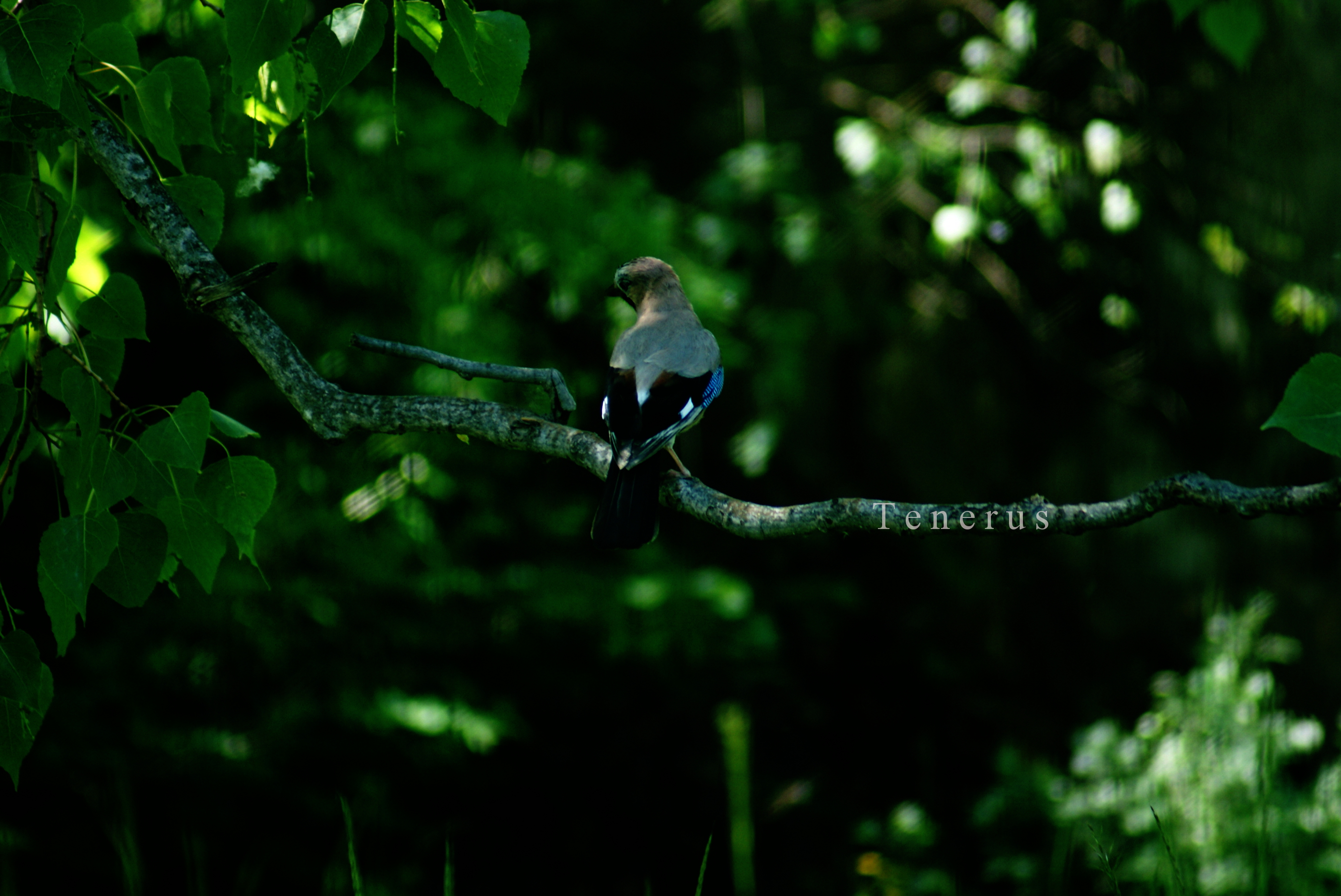 Fonds d'cran Animaux Oiseaux - Geais Geais