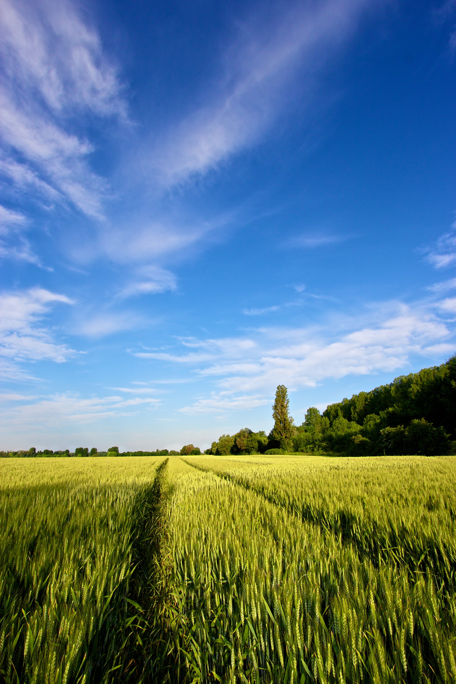 Wallpapers Nature Fields 