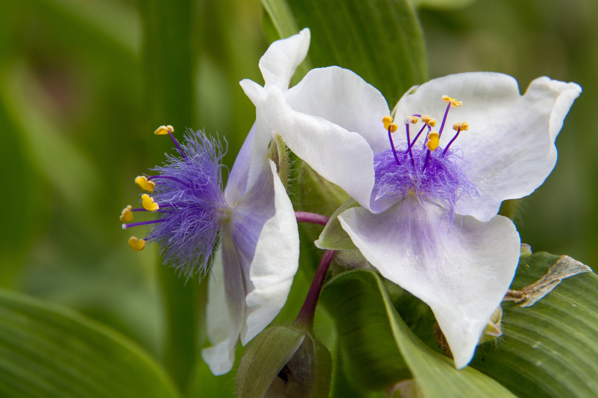 Wallpapers Nature Flowers 