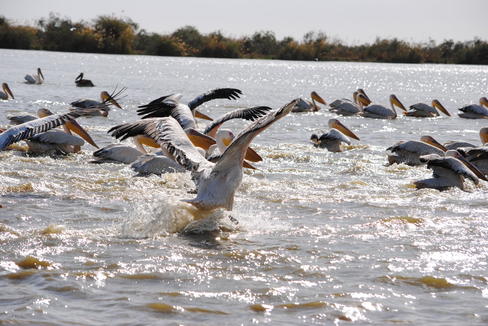 Wallpapers Animals Birds - Pelicans Africa