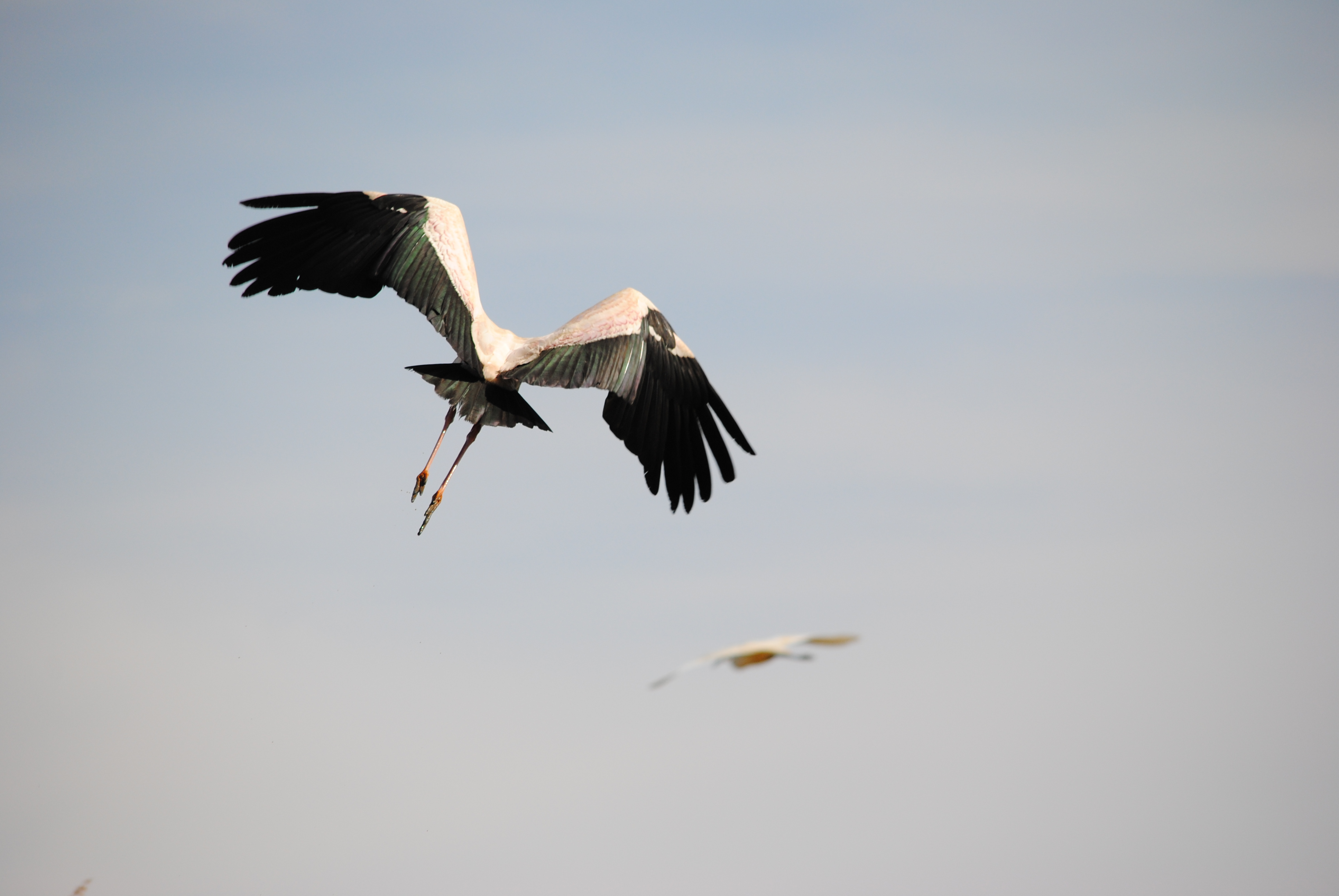 Wallpapers Animals Birds - Pelicans Africa