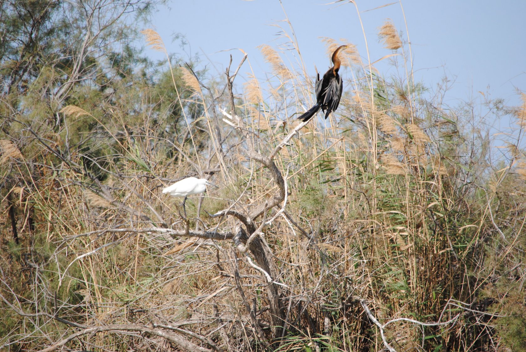 Fonds d'cran Animaux Oiseaux - Divers Africa