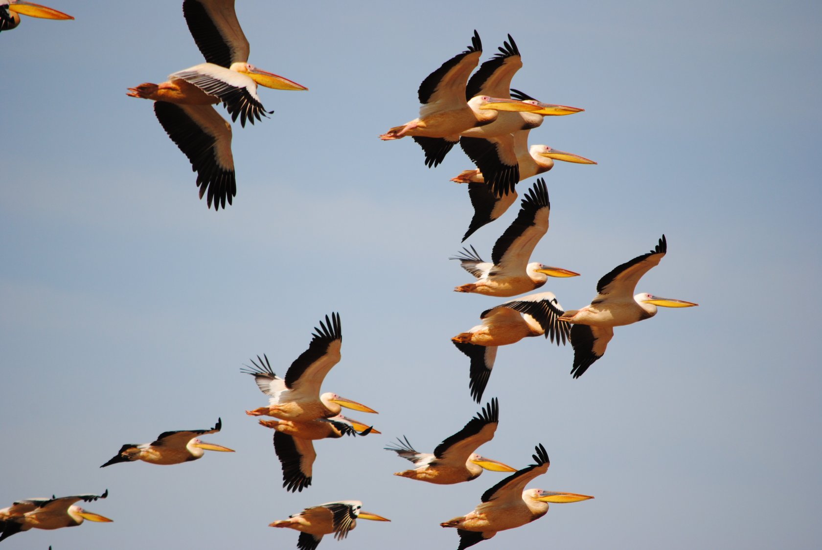 Fonds d'cran Animaux Oiseaux - Plicans Africa