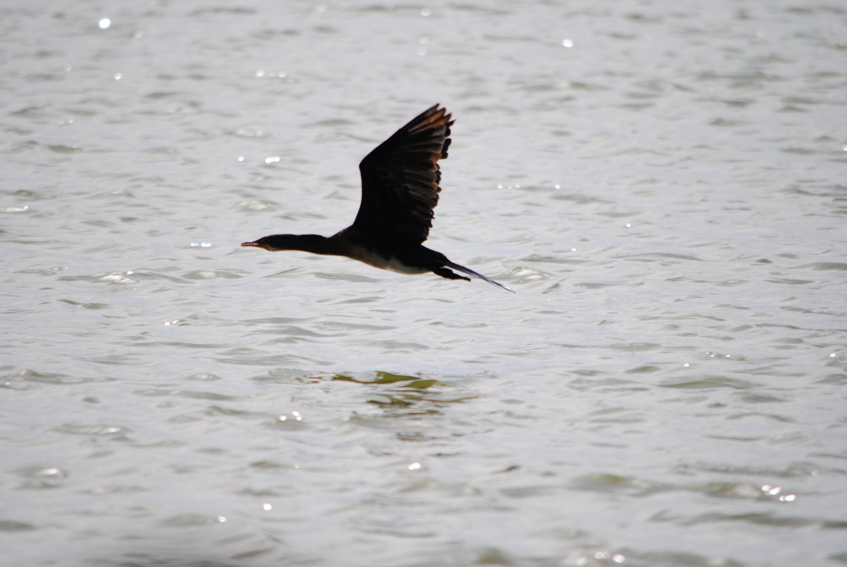 Fonds d'cran Animaux Oiseaux - Divers Africa