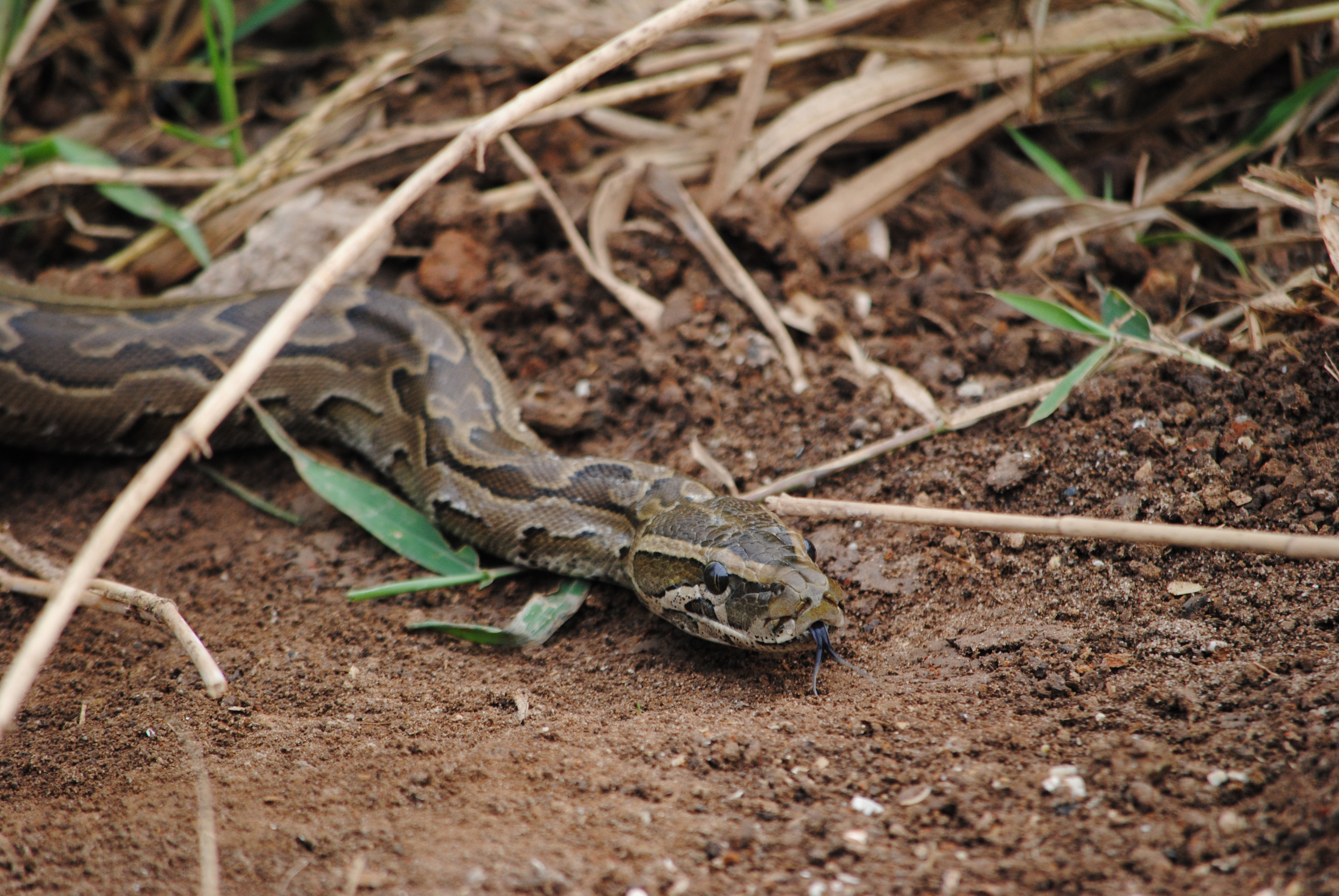 Wallpapers Animals Snakes Africa