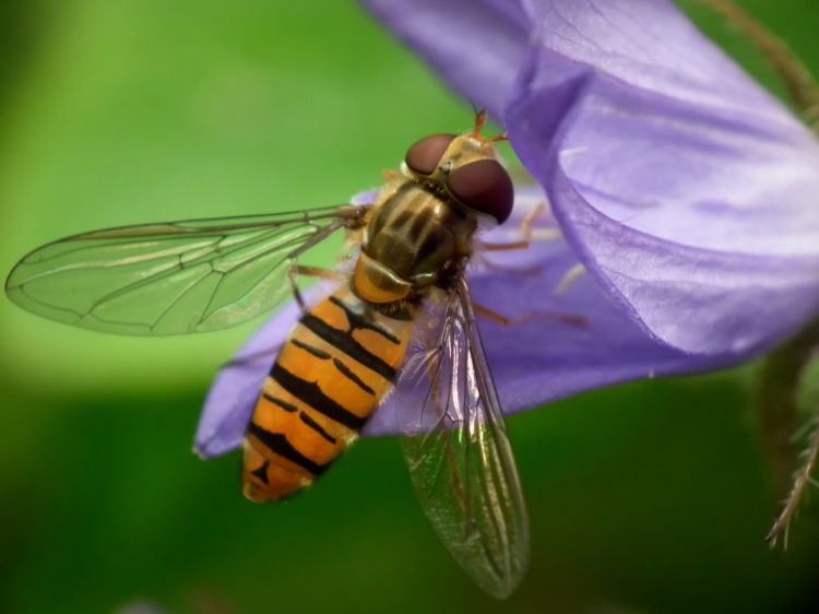 Fonds d'cran Animaux Insectes - Syrphes Wallpaper N346529