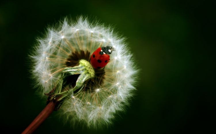 Fonds d'cran Animaux Insectes - Coccinelles Wallpaper N346539