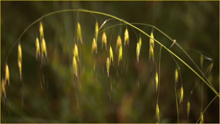 Wallpapers Nature Herbs Sieste campagnarde...