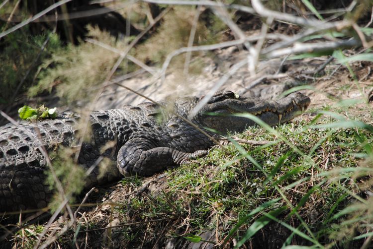 Wallpapers Animals Crocodile - Alligator - Caiman Africa