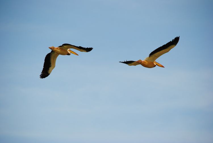 Fonds d'cran Animaux Oiseaux - Plicans Africa