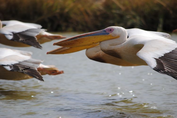 Fonds d'cran Animaux Oiseaux - Plicans Africa