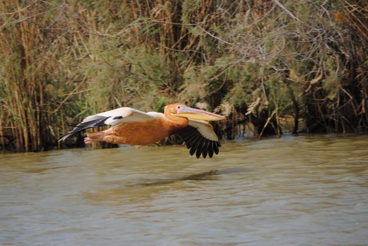 Fonds d'cran Animaux Oiseaux - Plicans Africa