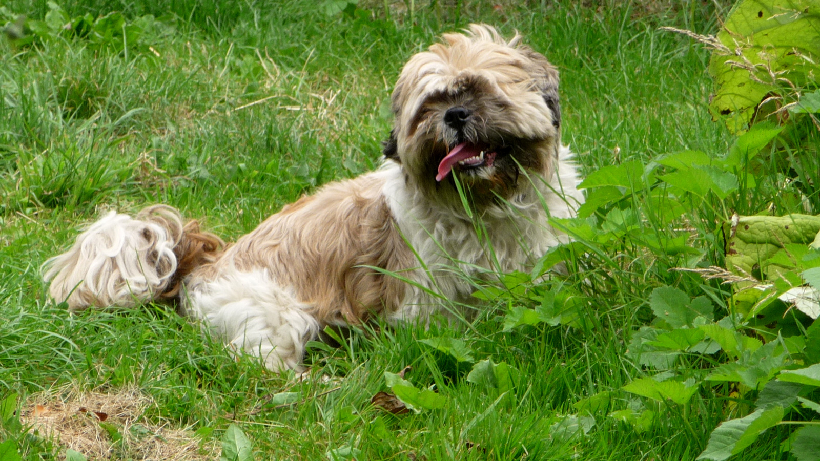 Fonds d'cran Animaux Chiens JEFF