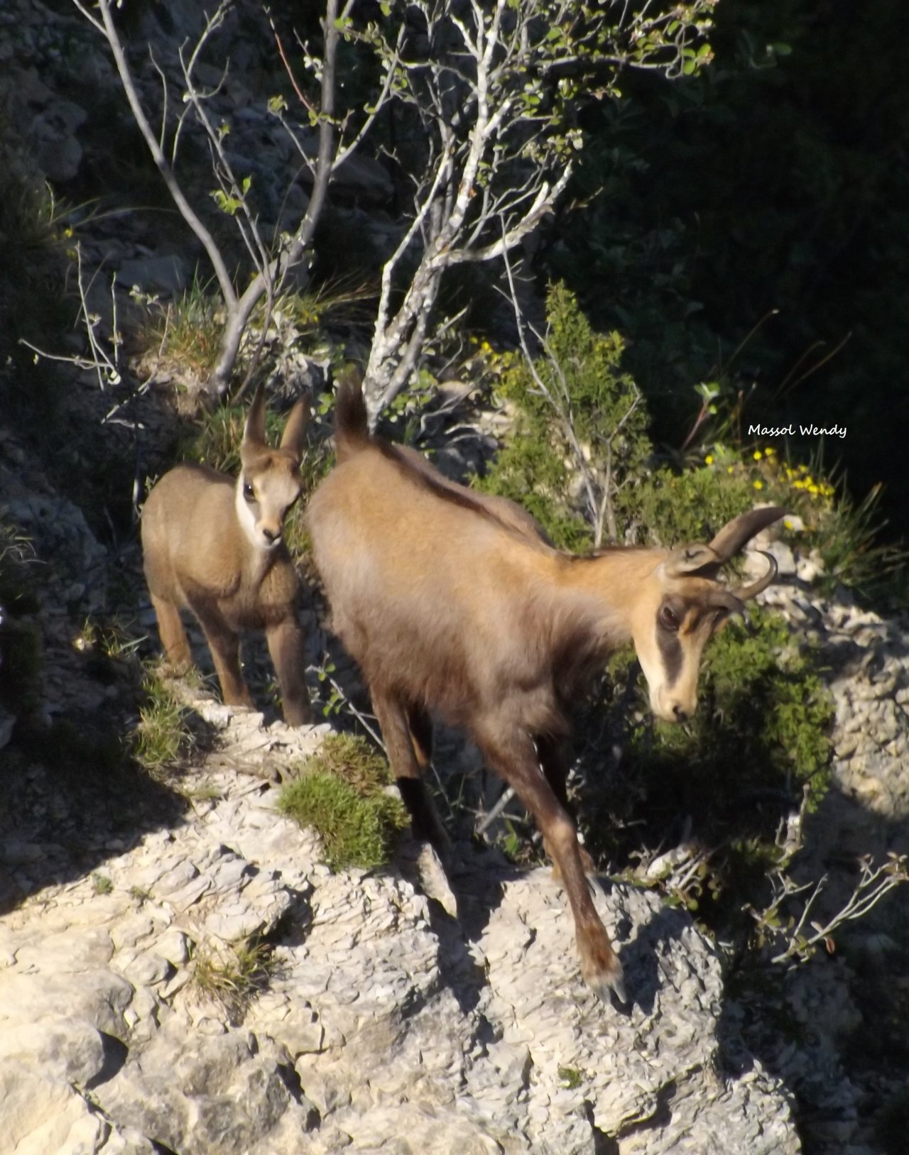 Wallpapers Animals Chamois Chamois du Cirque de Mazaugue dans le Var (83)