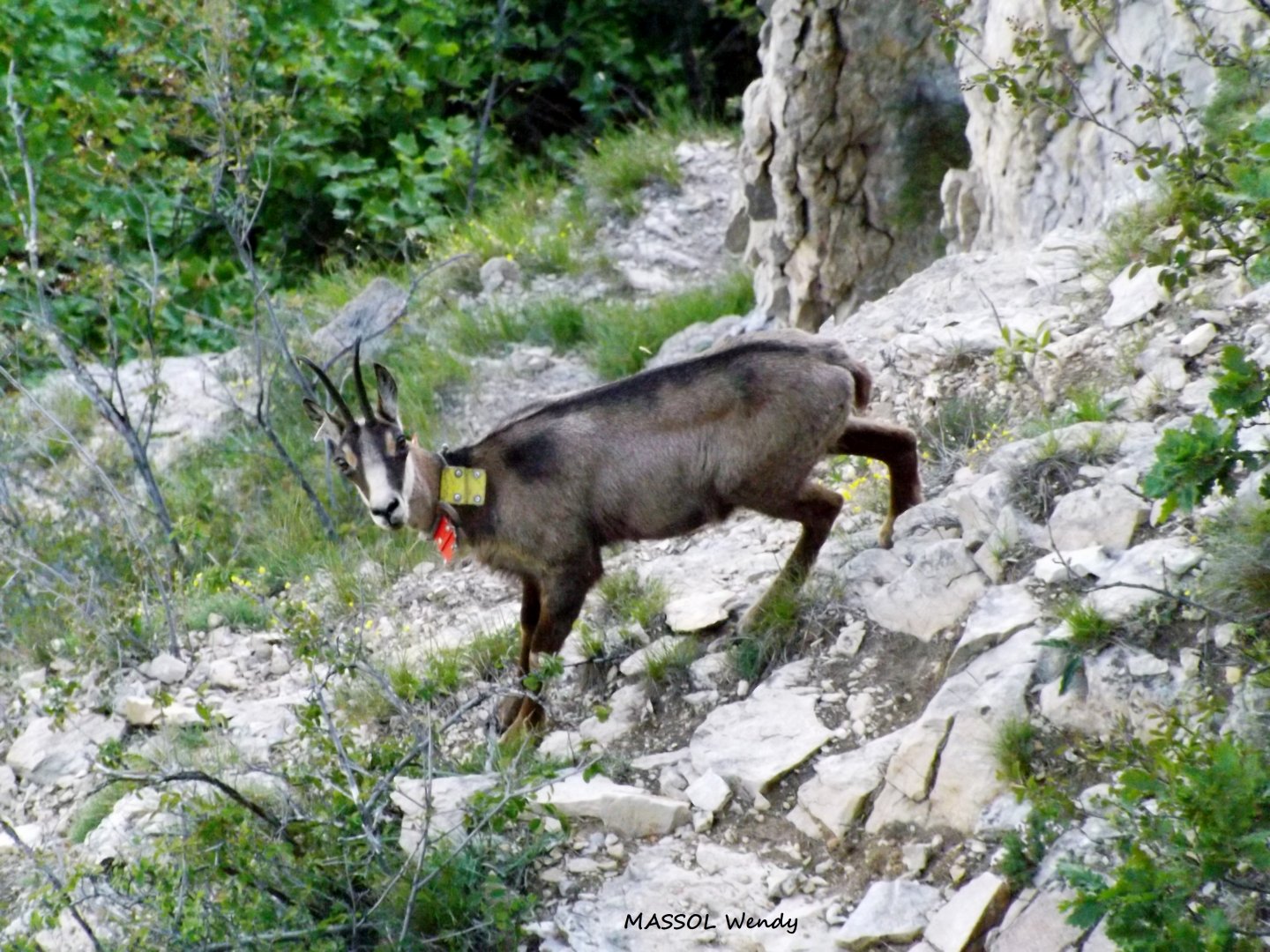 Fonds d'cran Animaux Chamois Chamois du Cirque de Mazaugue dans le Var (83)