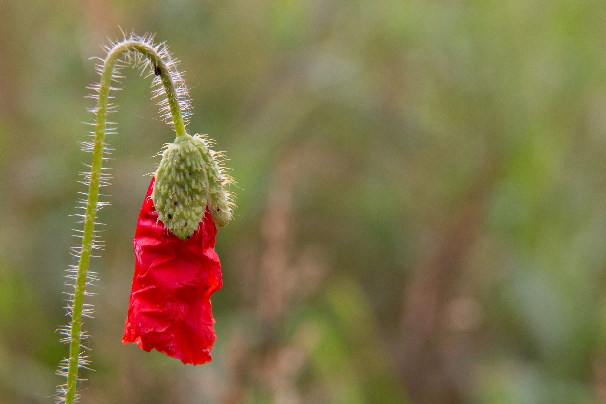 Wallpapers Nature Flowers coquelicot