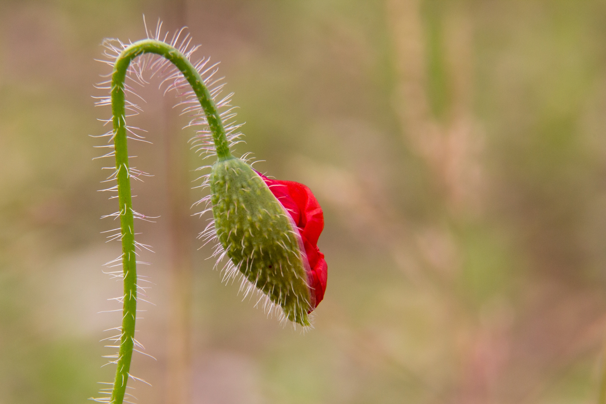 Fonds d'cran Nature Fleurs coquelicot