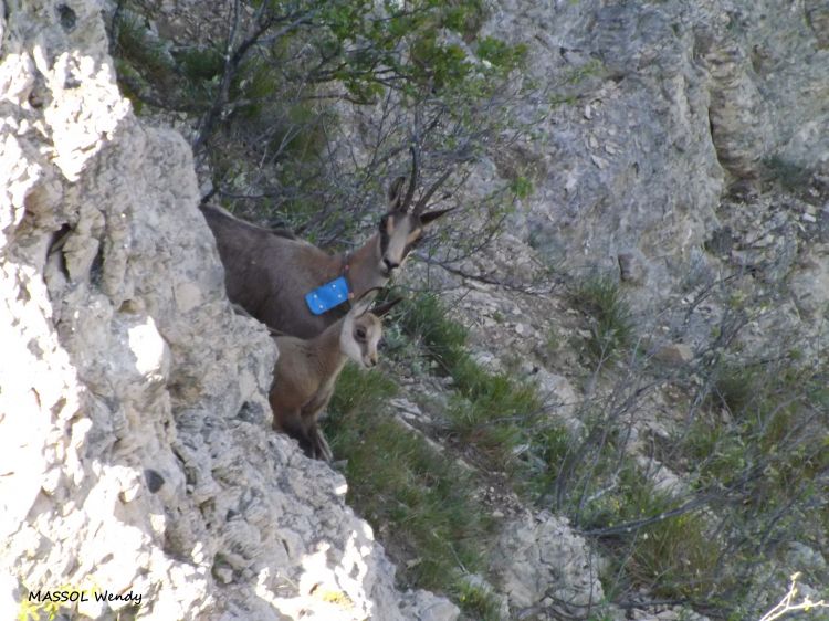 Fonds d'cran Animaux Chamois Chamois du Cirque de Mazaugue dans le Var (83)