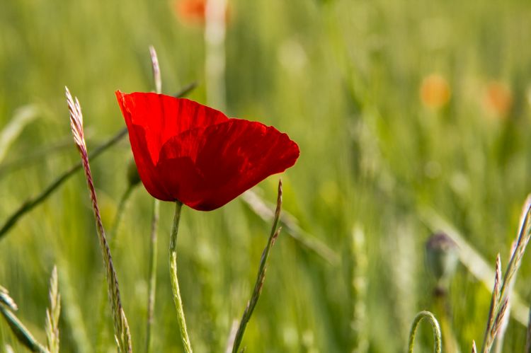 Fonds d'cran Nature Fleurs coquelicot