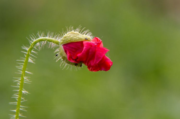 Fonds d'cran Nature Fleurs coquelicot