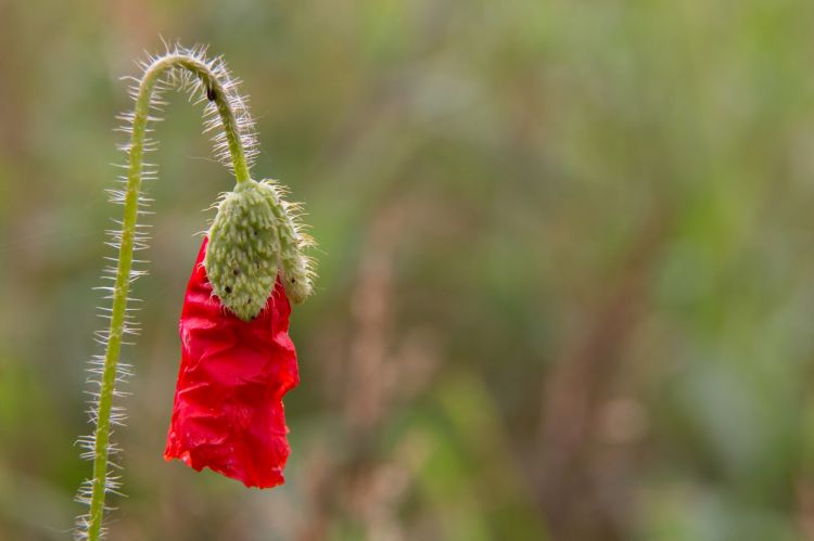 Wallpapers Nature Flowers coquelicot