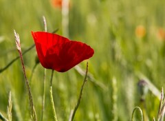  Nature coquelicot