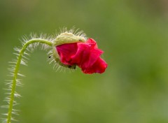  Nature coquelicot