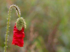  Nature coquelicot