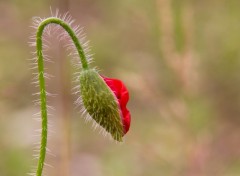  Nature coquelicot