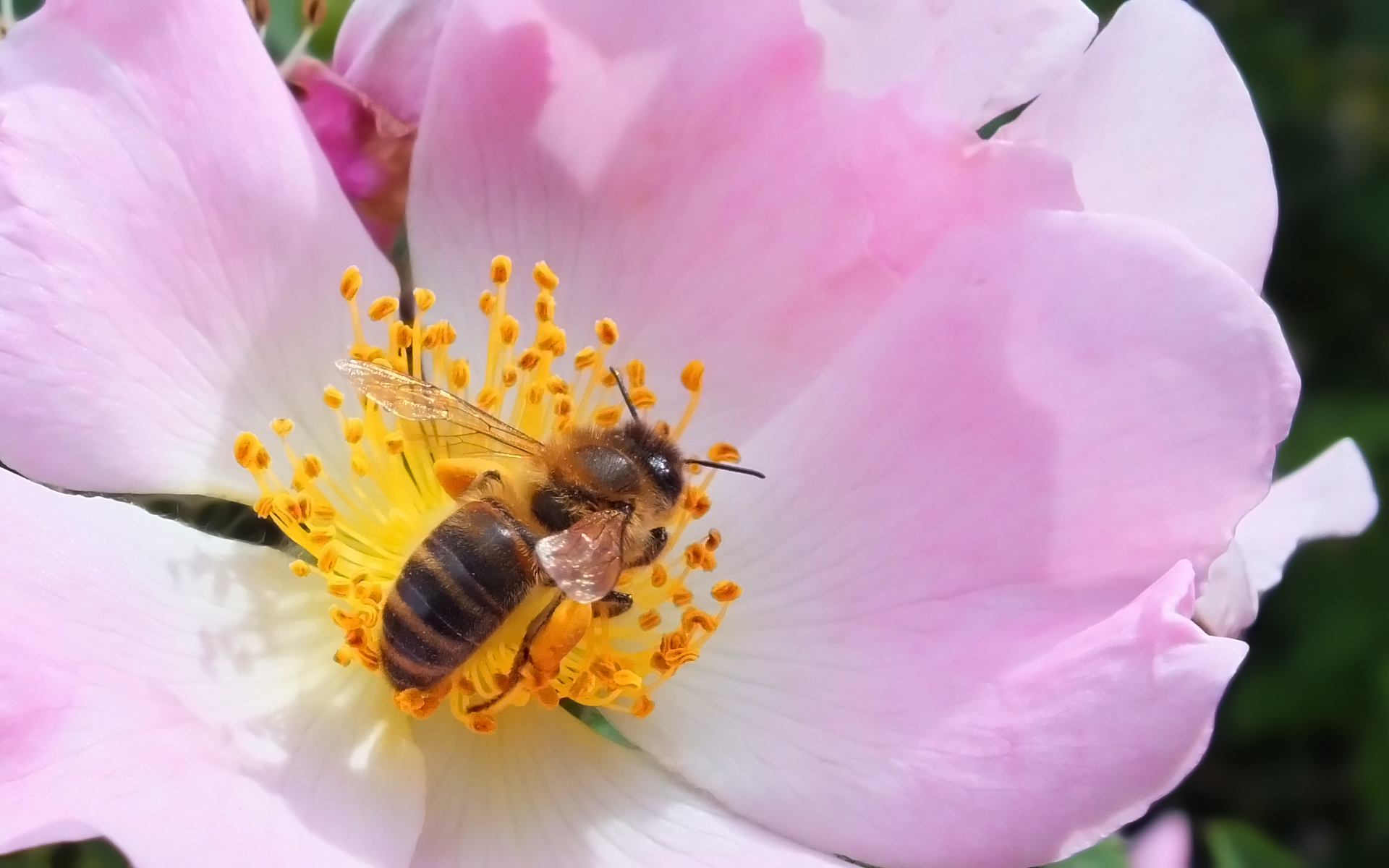 Fonds d'cran Animaux Insectes - Abeilles Gupes ... 