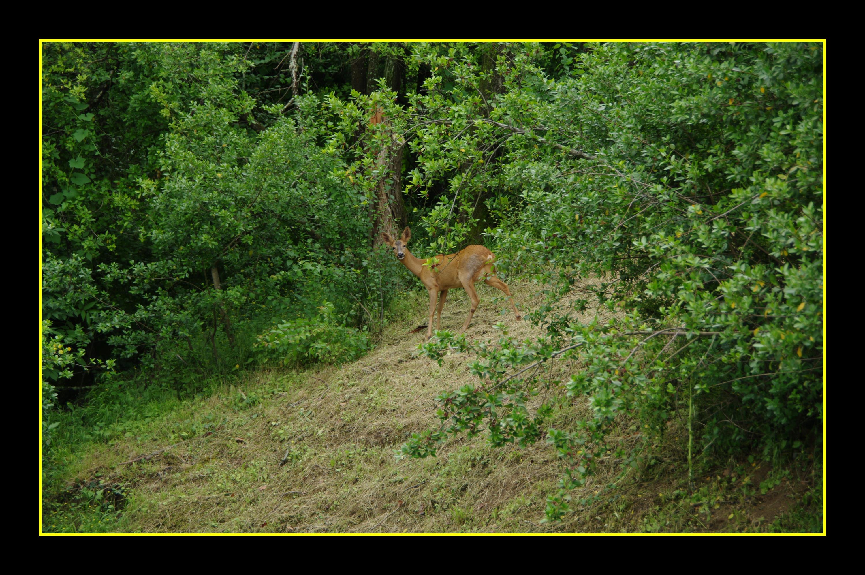 Wallpapers Animals Cervids 