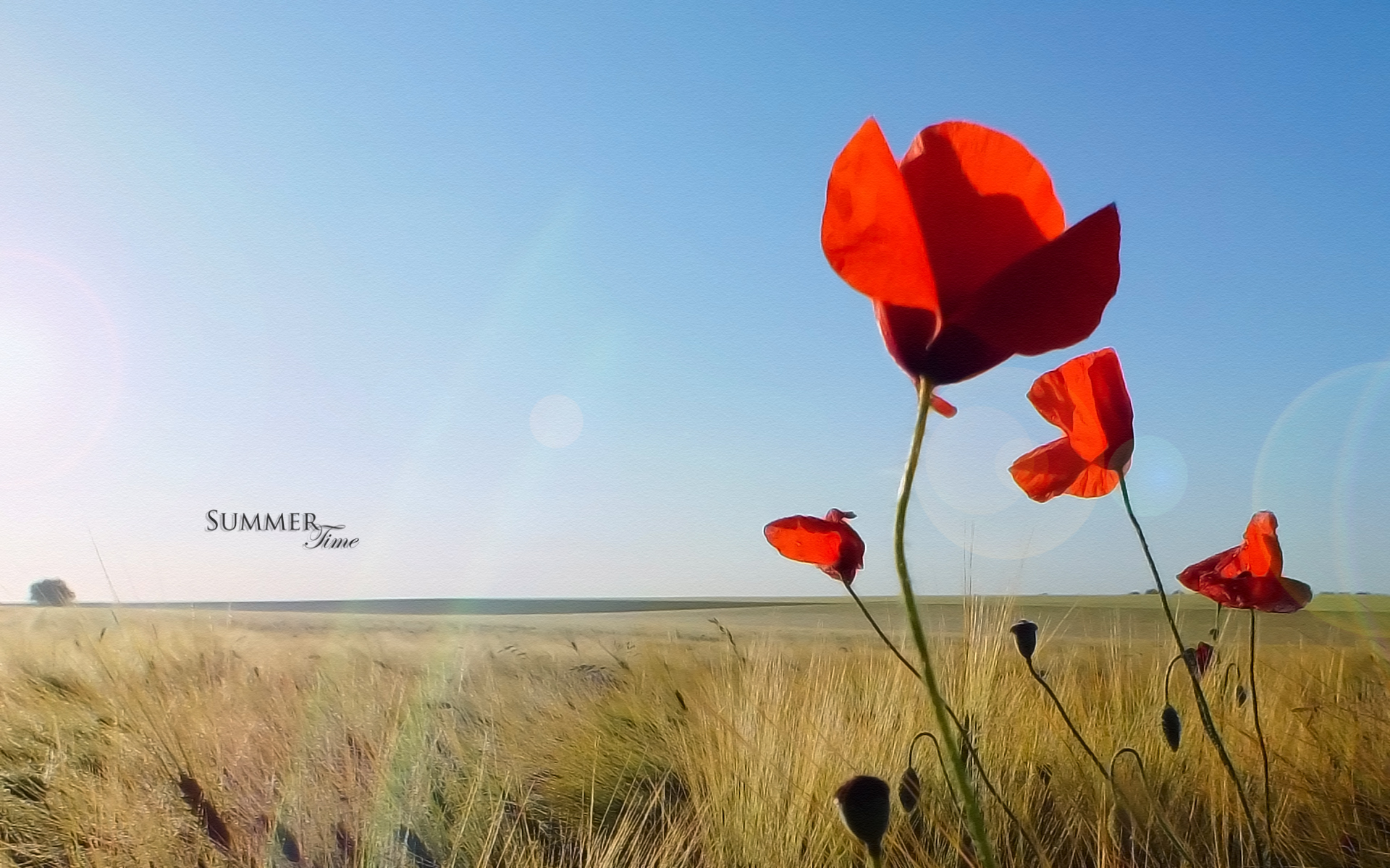 Fonds d'cran Nature Champs - Prairies 