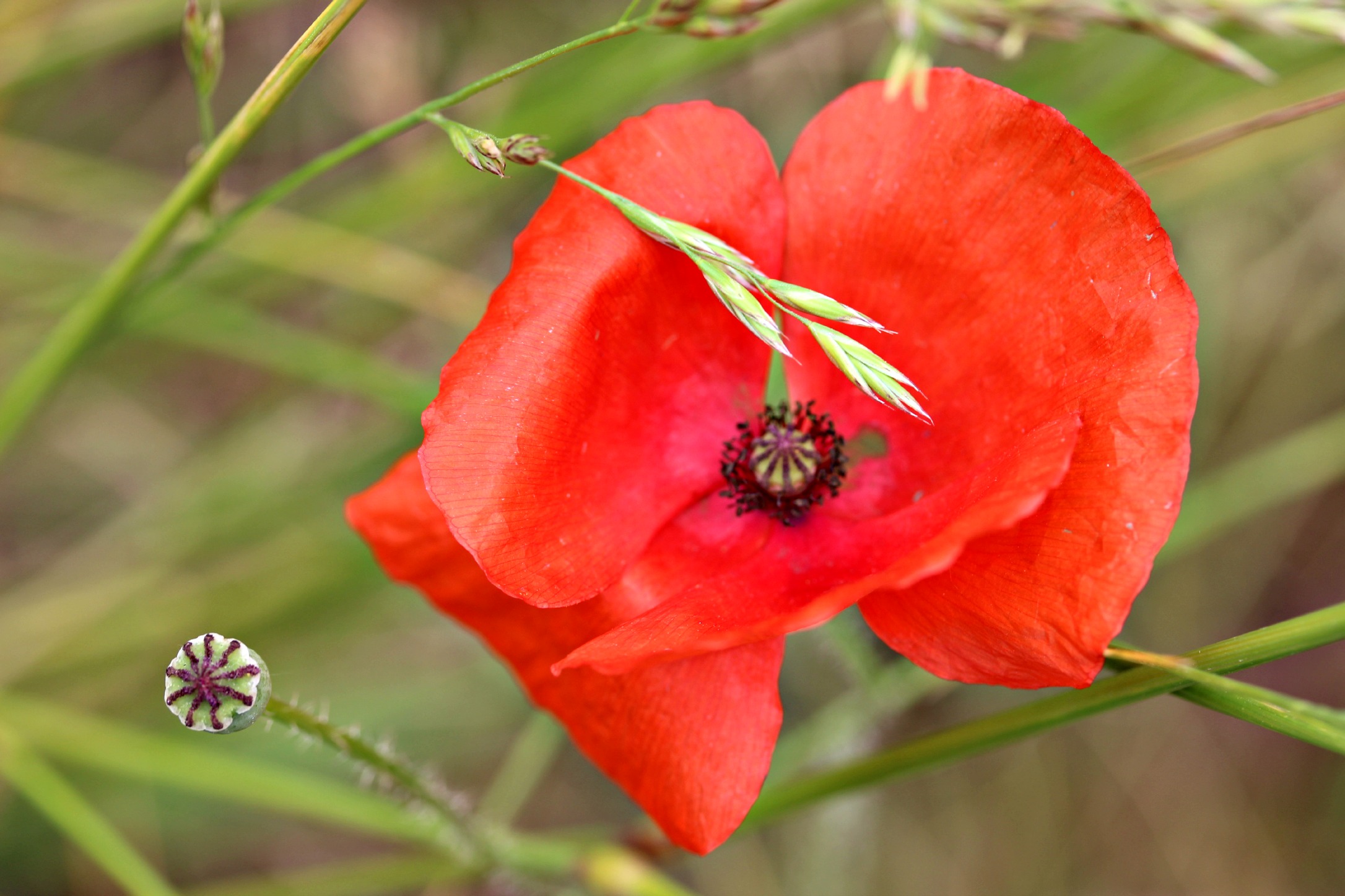 Wallpapers Nature Flowers 