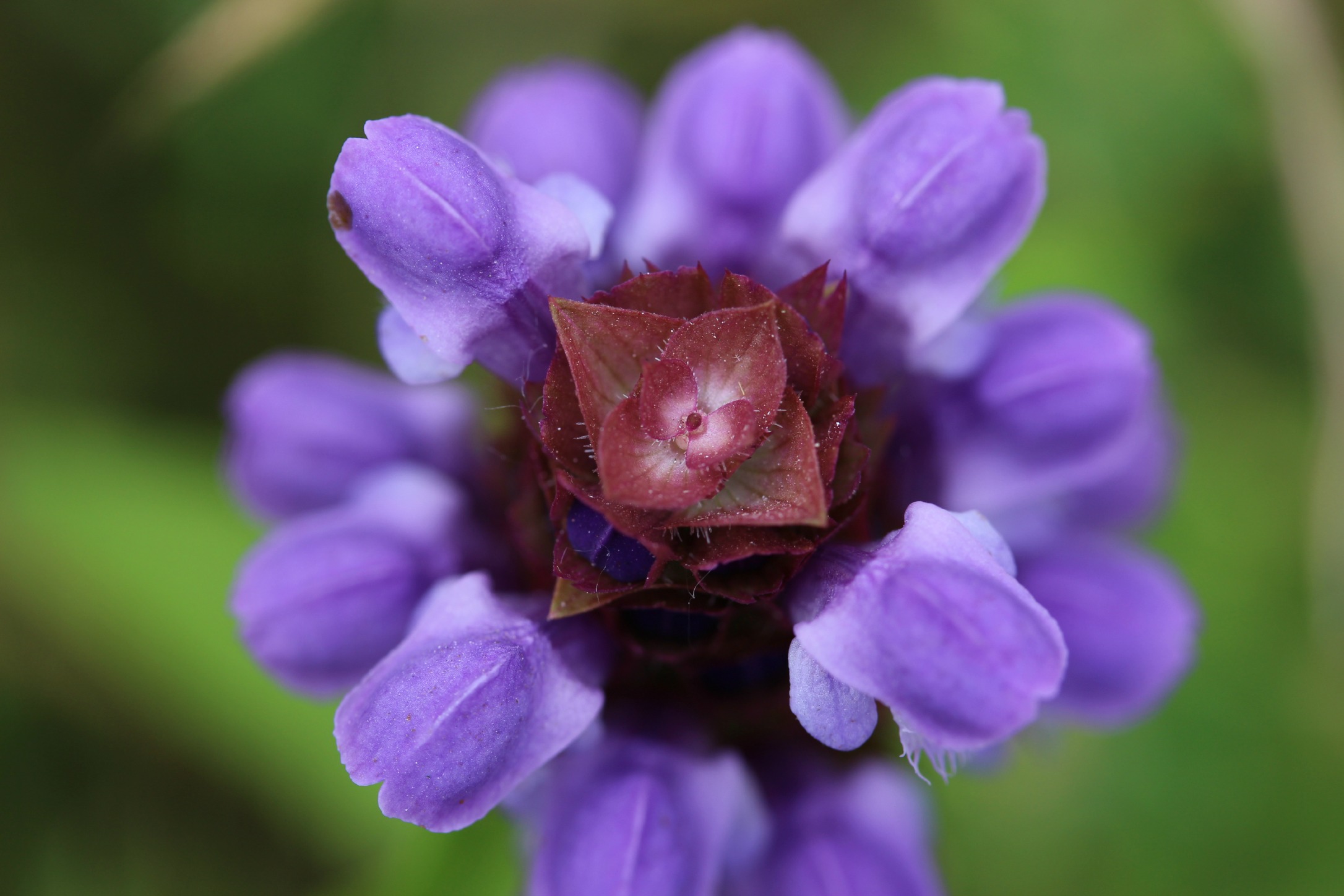 Wallpapers Nature Flowers fleur