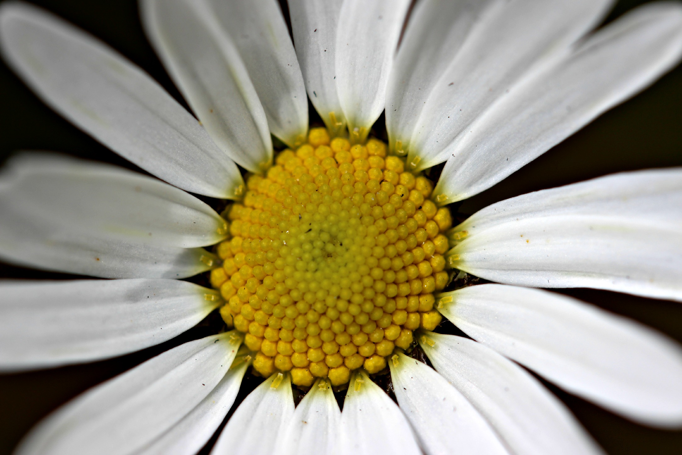 Fonds d'cran Nature Fleurs fleur