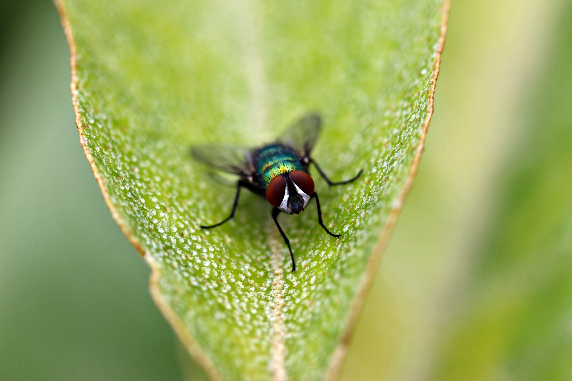 Fonds d'cran Animaux Insectes - Mouches mouche 