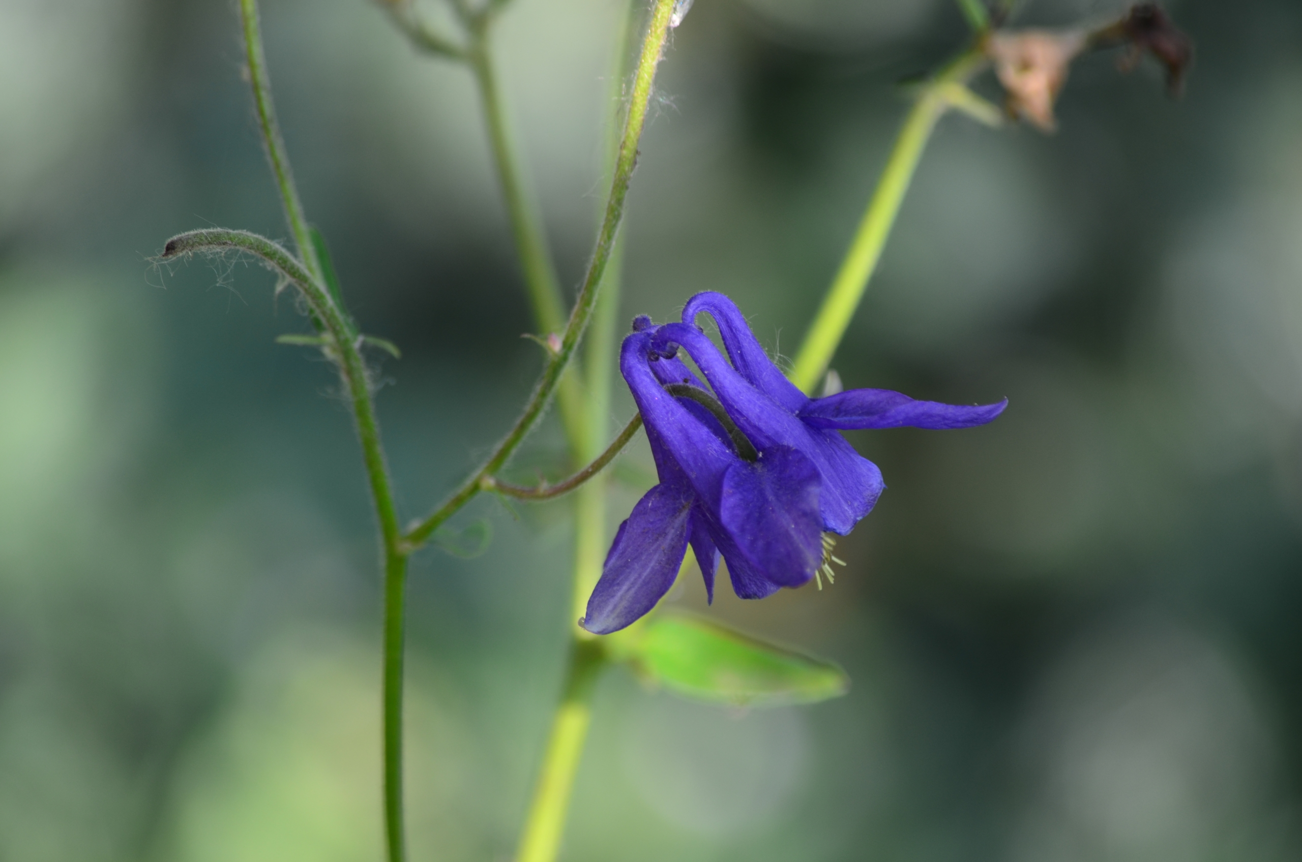 Wallpapers Nature Flowers 